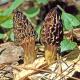 How To Hunt For Morel Mushrooms?